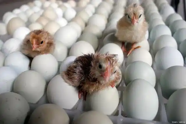 zsf7800z人工孵化场加湿机防范雏鸡雏鸭出壳后脱水