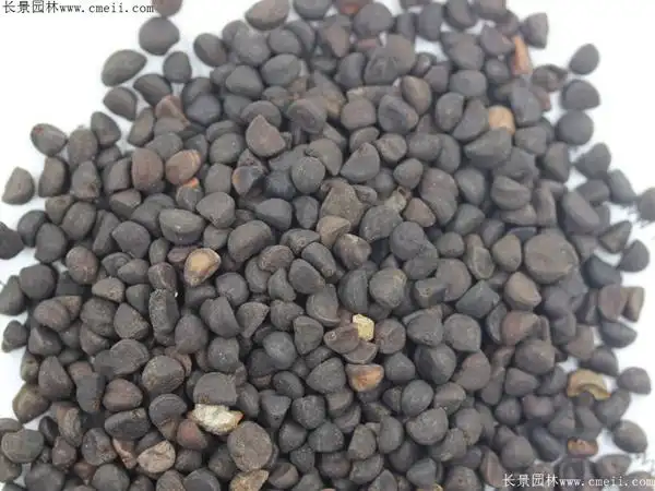 牵牛花种子几月播种最好牵牛花种植要求牵牛花病虫害