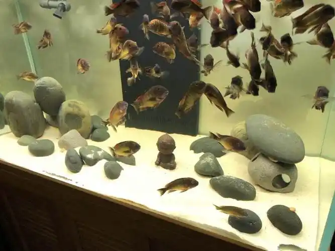 野生三湖蝴蝶 开缸 检疫 定水到繁殖 - 三湖慈鲷 - cta南美水族