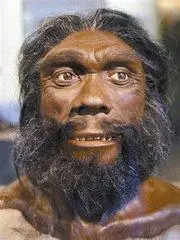 31910">人类 /a>的直接 a href="#" data-lemmaid="5631369">祖先 /a>