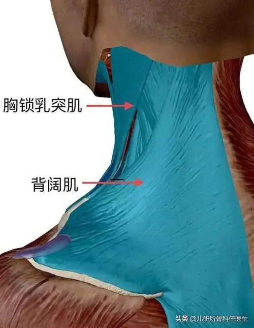 一侧的肌肉收缩,颈部就会向收缩侧倾斜.