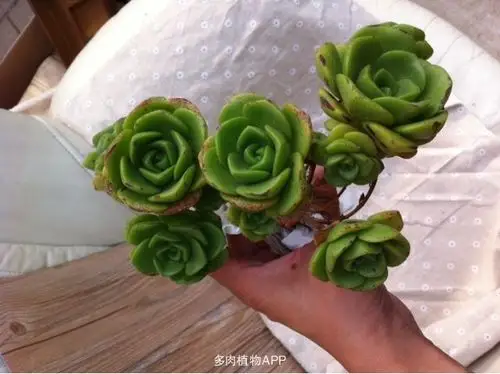 出售 新到韩货劳尔群生老桩 莉莉百合 蜡牡丹 蓝鸟多头老桩 关注