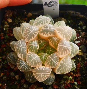 cute肉植 宫灯玉露锦 极上斑 实生 一物一拍 9.20日 多肉植物