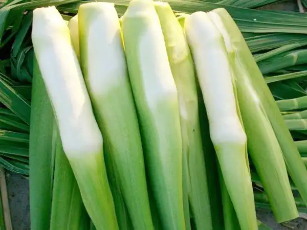 第三种茭白,茭白又被称为高瓜,茭笋,高笋等,也是生长在水中的