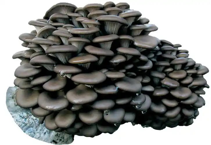 黑平菇的功效与作用:舒筋活血