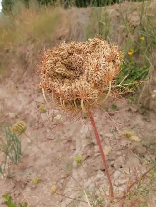 第一次见到地里的胡萝卜种子