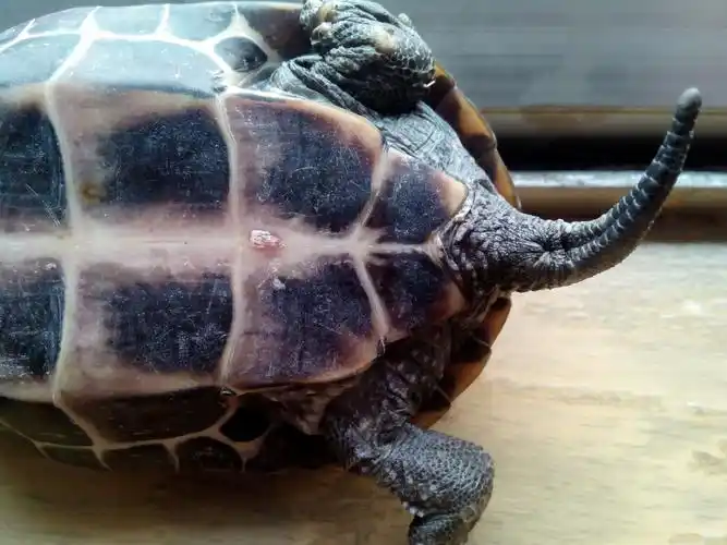 朋友帮忙买的草龟求鉴定公母,肚皮上那一个破的应该怎么处理