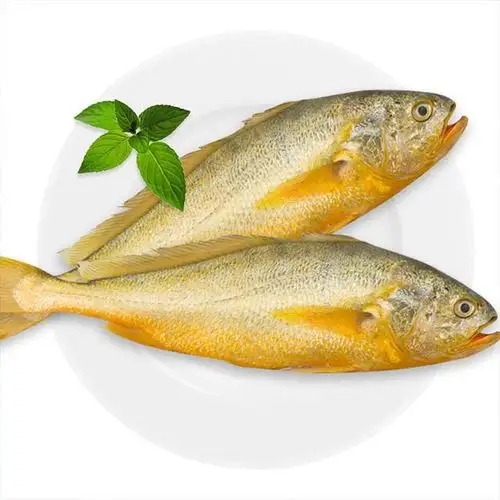 三都港 现捕现发大黄鱼6-7两/条