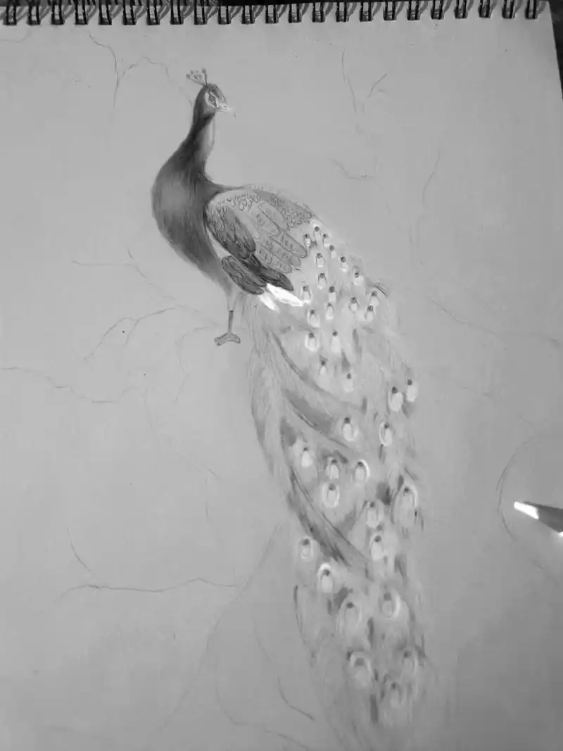 素描孔雀 画画的日常