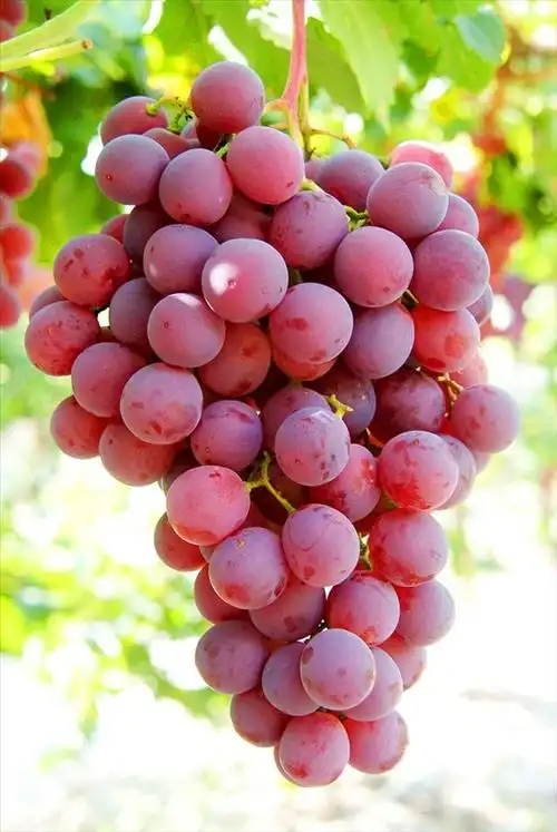 大自然葡萄成熟时照片,美图欣赏