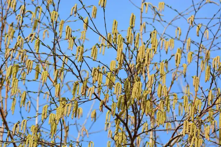 白桦树花穗开满树,原创拍摄