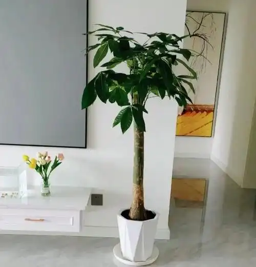 重庆一女姑娘,因"发财树客厅"而走红,那叫一个壮观,真治愈