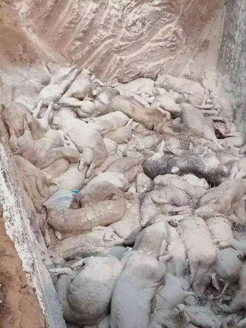 官方通报:焦作苏蔺村集中处理病死猪事件!
