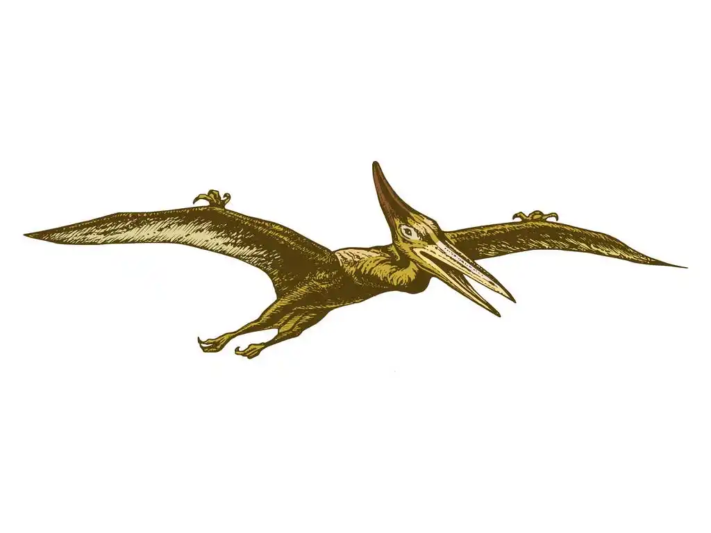 翼龙,手绘,矢量,翼手龙示意图