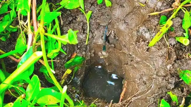 杂草边出现很多黄鳝洞,用个小钩转眼就钓出两条,感觉太过瘾了!