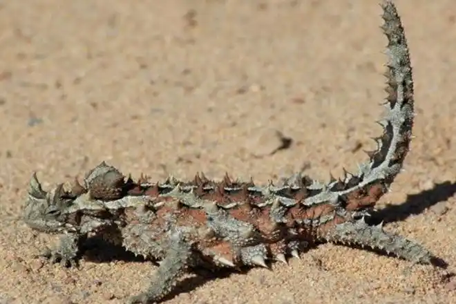 澳洲魔蜥长相怪异是沙漠小魔王