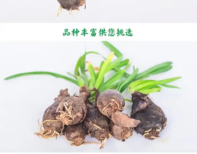 阳台花卉盆栽 彼岸花种球套餐 曼珠沙华石蒜花种子四季种室内绿植(请