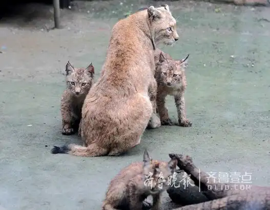 这不是猫咪是猞猁!最近生了仨宝宝