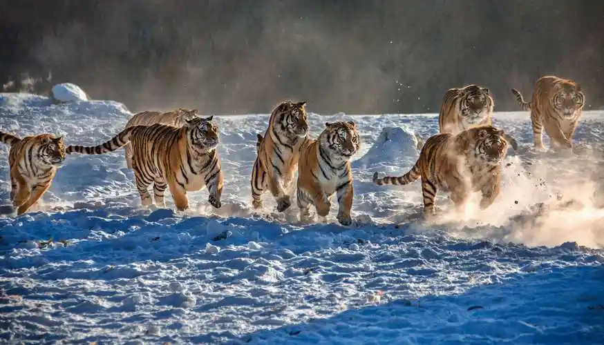 野性的呐喊——沙仲华动物摄影专辑