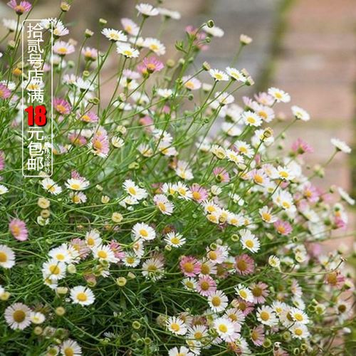 墨西哥飞蓬草花苗菊科多年生耐寒耐热宿根植物花镜垂吊型花卉盆栽