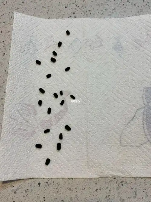 给老鼠吃老鼠屎补老鼠屎