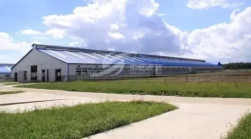 牛舍结构设计对确保牛健康的重要性