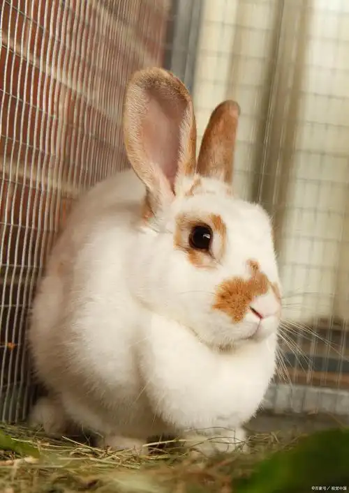 家兔的养殖与注意事项一,家兔的品种与习性家兔是一种温顺的小动物