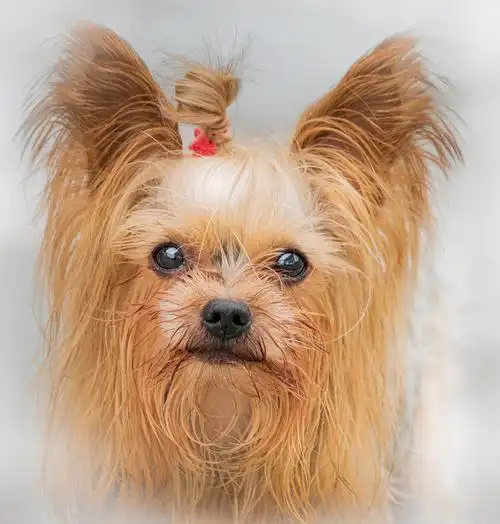 扎小辫的宠物狗----克夏