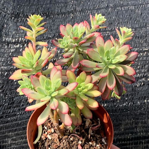 萱萱多肉植物园新品小叮当铃铛锦阳阳台绿植花卉多肉植物