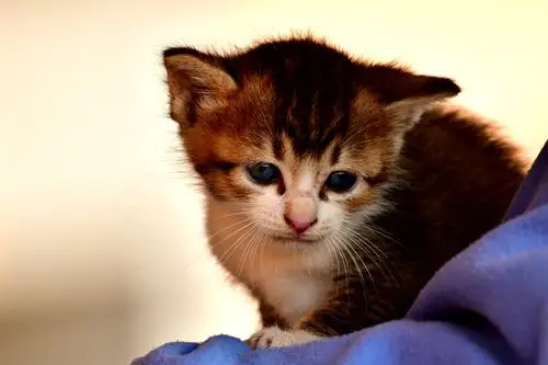 公园里野的小猫咪,被一群小盆友发现了,一只在捏着玩,希望能存活下来