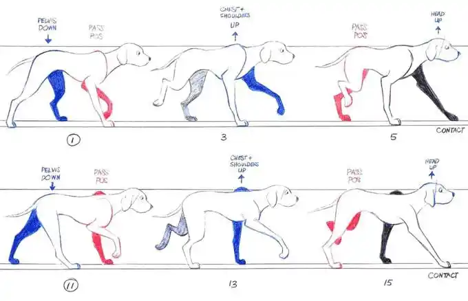 四足动物的走路特征