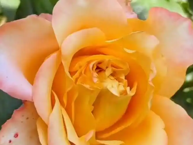 温柔珊瑚心月季,因其淡雅的颜色和优美的花形,而备受喜爱,花型美丽