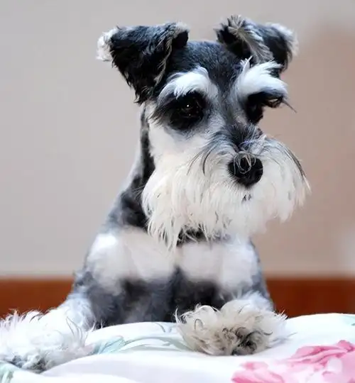 雪纳瑞为啥越来越多人养?网友:养了之后真香了