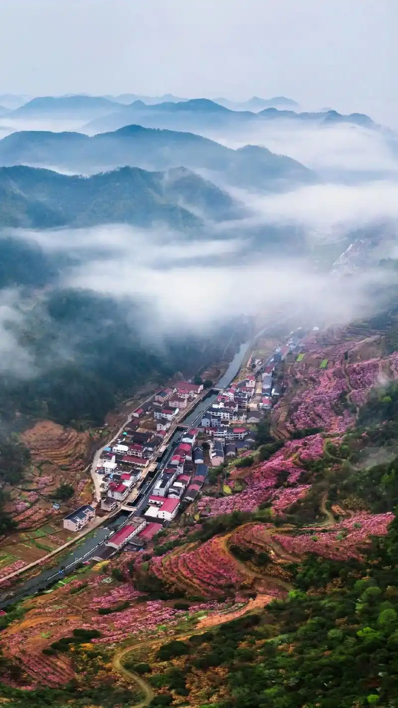岭下村,地处东阳市横锦水库上游,村中几乎家家户户都种植桃树, - 抖音