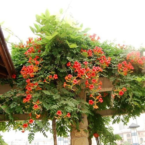 美国凌霄花苗盆栽室内花卉观花爬藤植物庭院带花四季攀爬阳台包邮