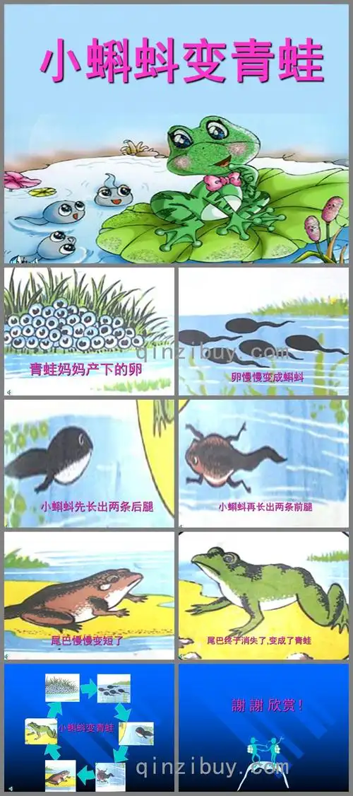 幼儿园科学小蝌蚪变青蛙ppt课件
