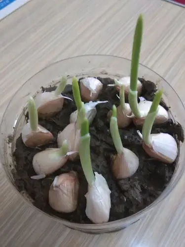 "拥抱春天,亲子种植大蒜"大三班居家种植活动完结篇3月24日