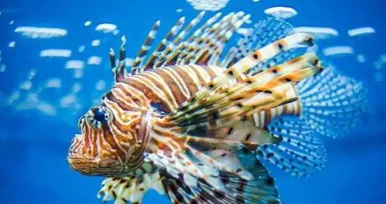 十大最毒海洋生物误食轻则昏迷重则死亡体内含有剧毒