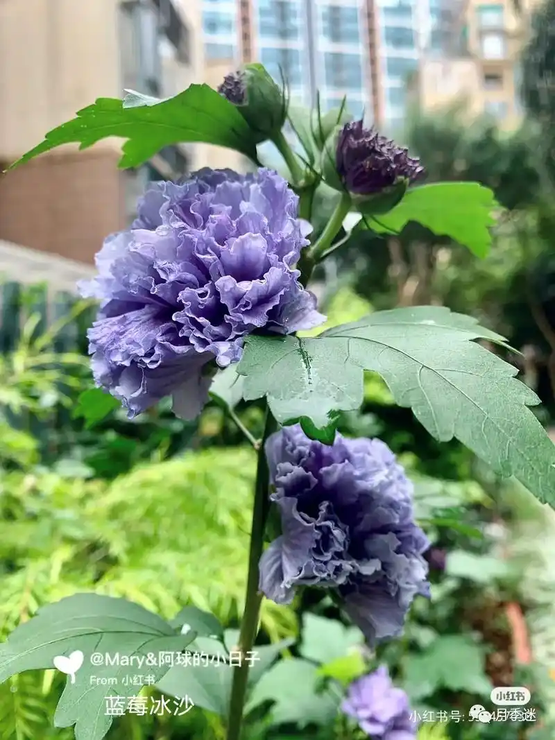 花开正盛,木槿花 10个高颜值重瓣木槿!99 蓝莓冰沙 - 抖音