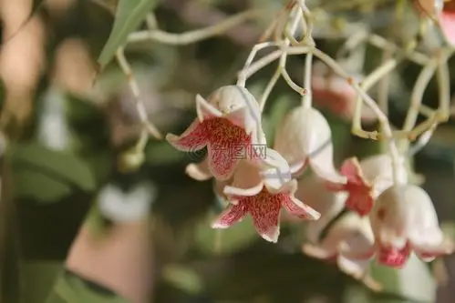 酒瓶树populneus瓶子树铃花