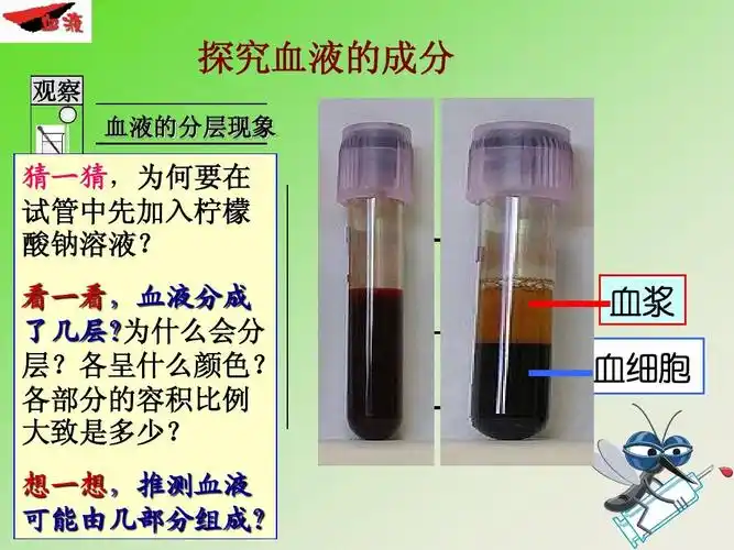 1流动的组织—血液课件 (6)ppt 探究血液的成分 观察 血液的分层现象