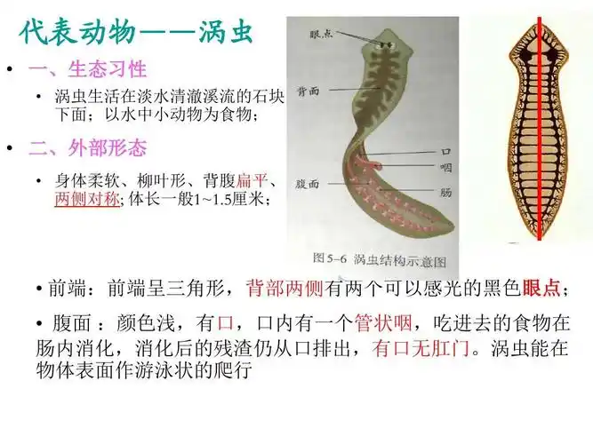 上册生物第一节_腔肠动物和扁形动物课件希望采纳呦 代表动物——涡虫