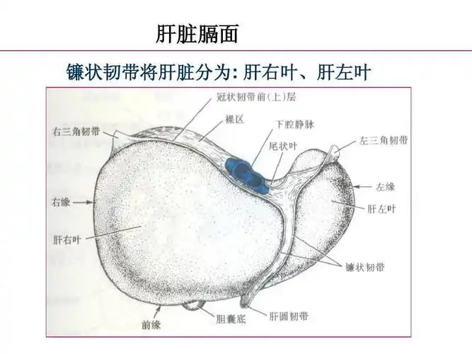 肝脏膈面 镰状韧带将肝脏分为: 肝右叶,肝左叶