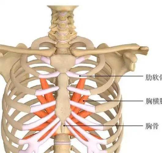 为何肩胛骨缝区域疼痛不适?该如何治疗改善?