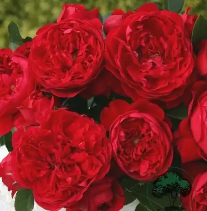 大型藤本月季花苗佛罗伦萨四季开花红色玫瑰阳台围墙观花多花蔷薇