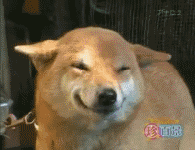 最全柴犬玩法指南,不服来辩!