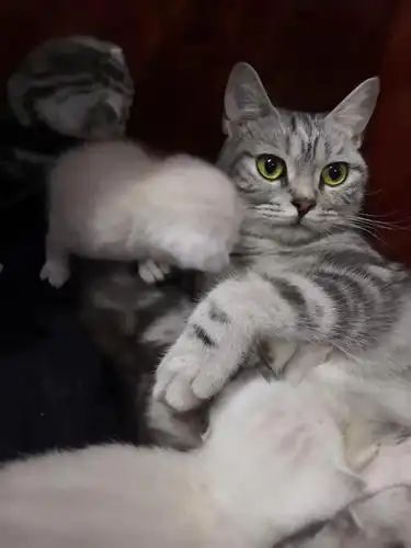 请问这是凯米尔色美短吗?