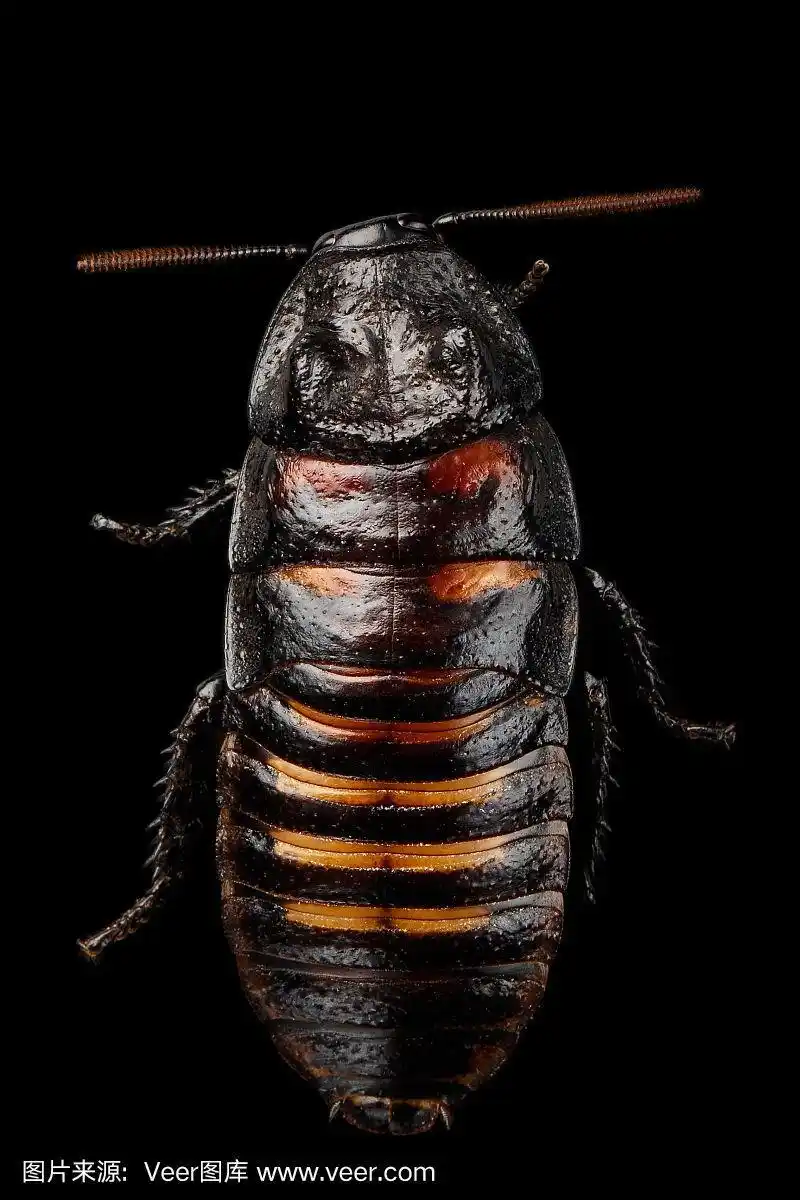 马达加斯加嘶嘶蟑螂,gromphadorhina portentosa,孤立在黑色背景