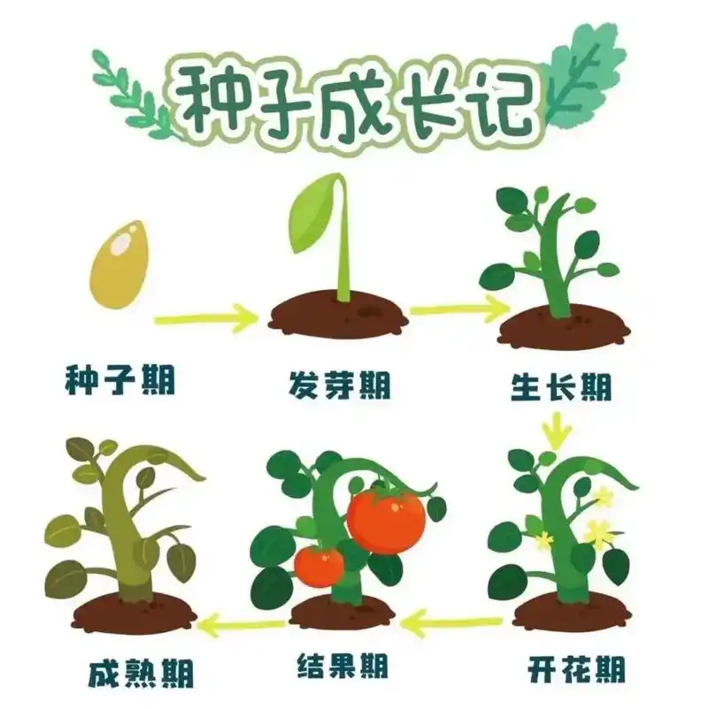 《种子成长记》植物角游戏材料.