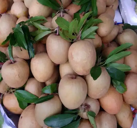 人心果多少钱一斤(人心果不熟吃了会怎样)